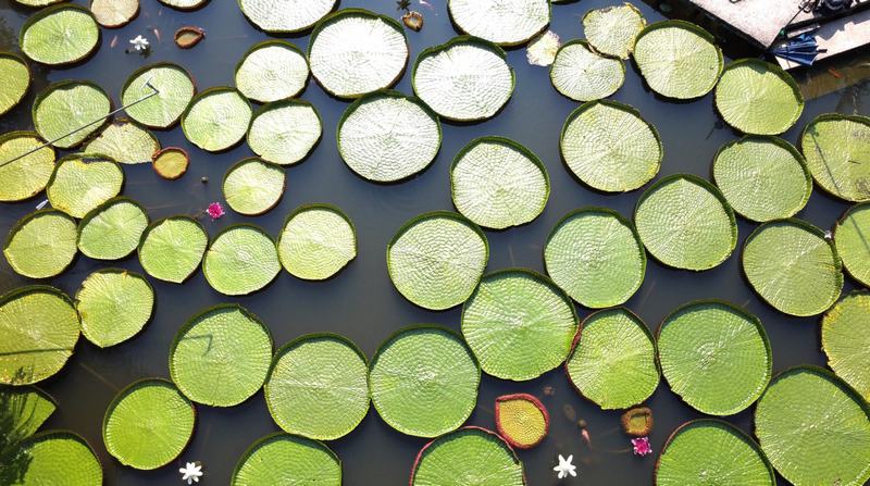 Ao sen kỳ lạ và sức hút đặc biệt